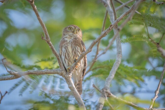 Bird Watching Mazatlán - Birding Tour - Inclusions and Amenities