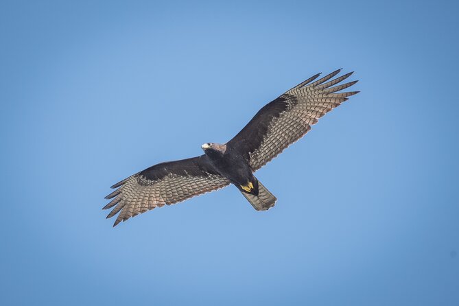 Bird Watching Mazatlán - Birding Tour - Traveler Experiences and Highlights