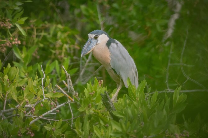 Bird Watching Mazatlán - Birding Tour - Bird Species Observed