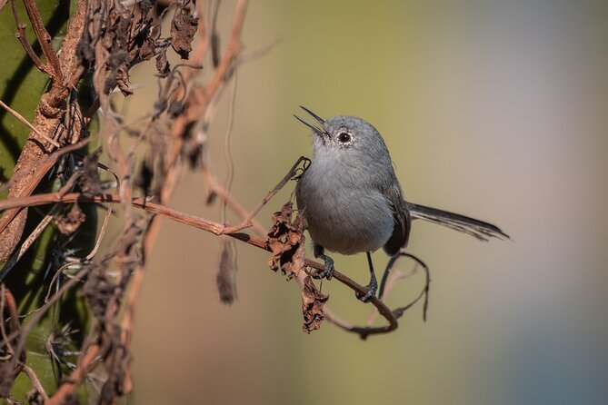 Bird Watching Mazatlán - Birding Tour - Tour Recommendations and Feedback