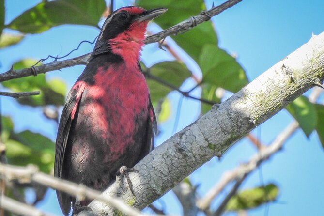 Bird Watching Mazatlán - Birding Tour - Frequently Asked Questions