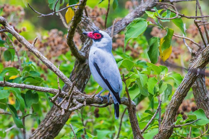 Bird Watching Near the Arenal Volcano - Tour Features and Inclusions