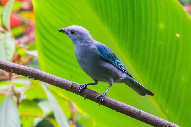 Bird Watching Near the Arenal Volcano - Booking Information
