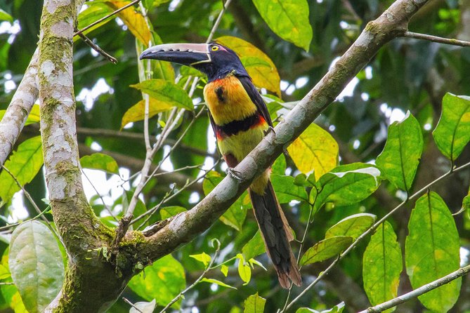 Bird Watching Near the Arenal Volcano - Customer Reviews and Ratings