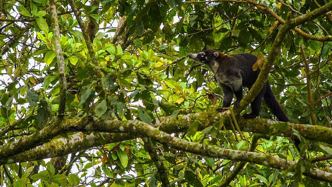 Bird Watching Near the Arenal Volcano - Diverse Ecosystems and Bird Habitats