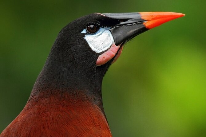 Bird Watching Near the Arenal Volcano - Spotting Rare and Migratory Species