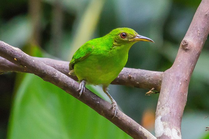 Bird Watching Near the Arenal Volcano - Knowledgeable Guides and Personalized Service