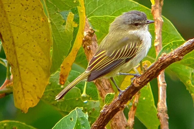 Bird-Watching Private Tour - Key Points
