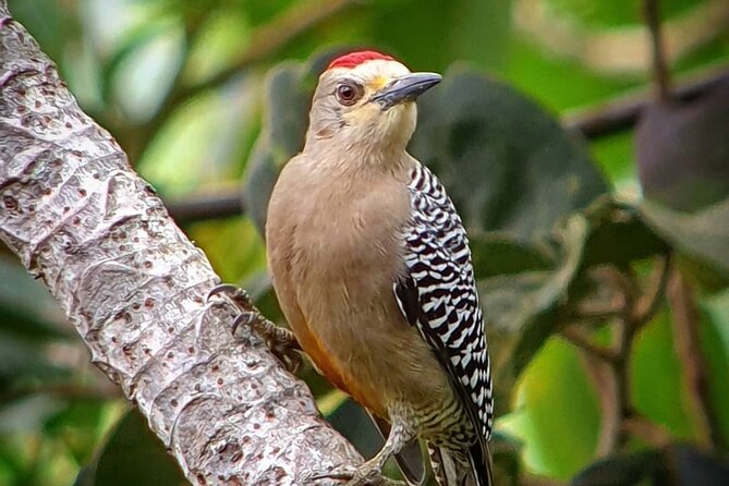 Bird-Watching Private Tour - Spotting Unique Bird Species