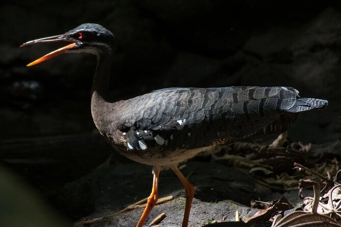 Bird-Watching Private Tour - Experienced Birding Guide