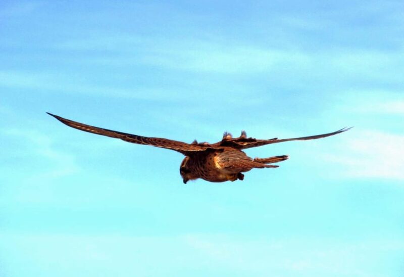 Bird Watching The Raptors - Key Points