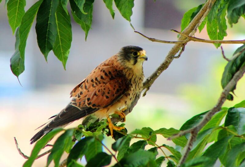 Bird Watching The Raptors - Experience Details