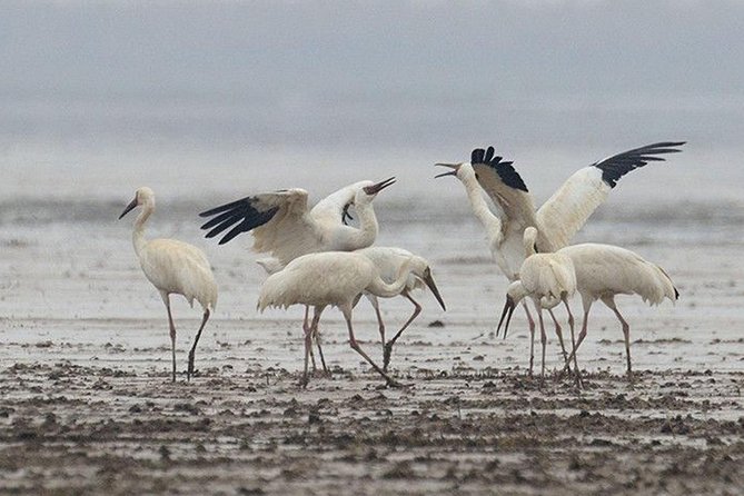 Bird Watching Tour at Nanji Hill Review - Weather and Dress Code