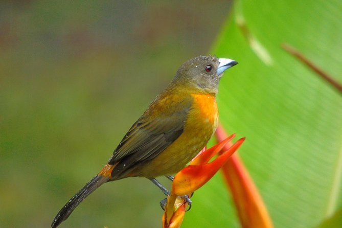 Bird Watching Tour - Meeting and Pickup