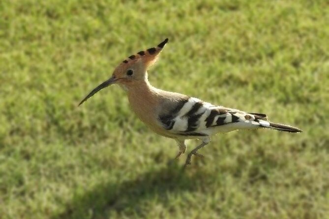 Bird Watching Tour Dubai - Key Points