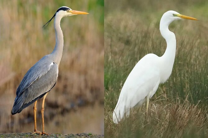 Bird Watching Tour Dubai - Pickup Information