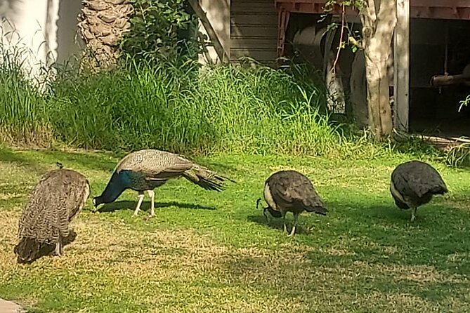 Bird Watching Tour Dubai - Booking Details