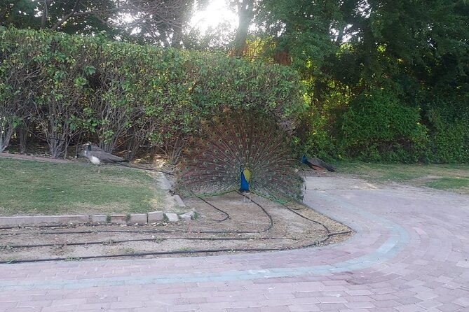 Bird Watching Tour Dubai - Customer Feedback