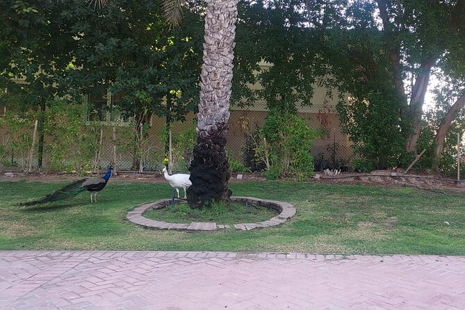 Bird Watching Tour Dubai - Dubais Diverse Birdlife