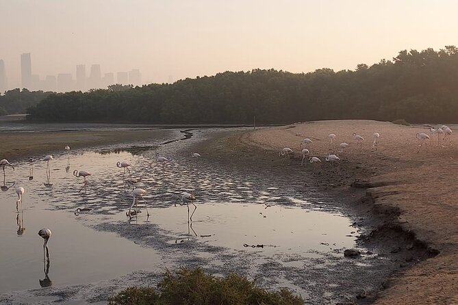 Bird Watching Tour Dubai - Exploring the Bird Sanctuary