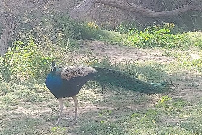 Bird Watching Tour Dubai - Memorable Birdwatching Experience
