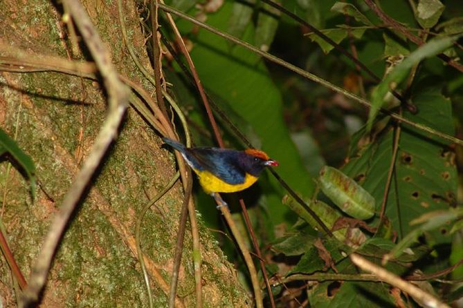 Bird Watching Tour From San José - Key Points