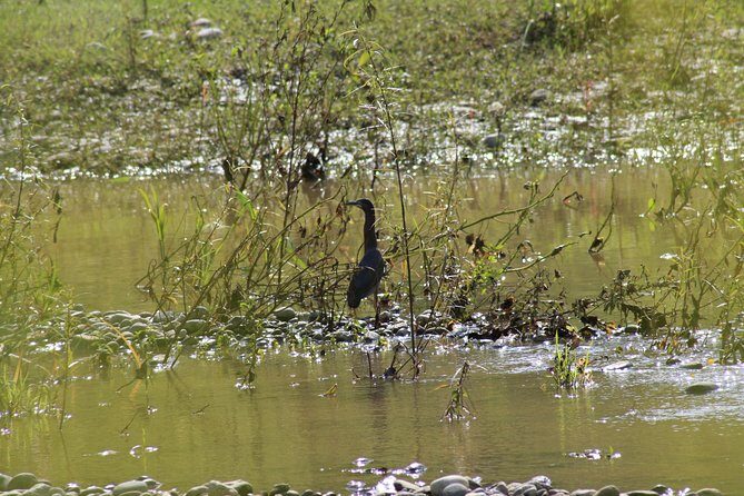Bird Watching Tour Huatulco HT - An In-Depth Look at the Bird Watching Experience in Huatulco
