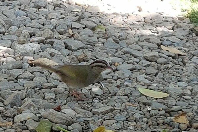 Bird Watching Tour Huatulco HT - FAQ