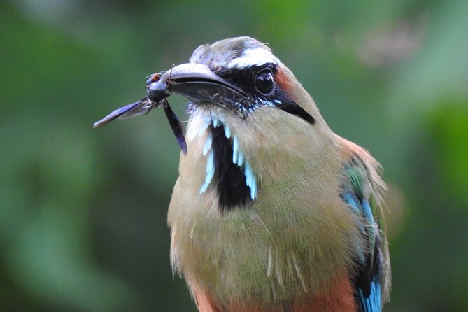 Bird Watching Tour in Carara National Park - Meeting Point