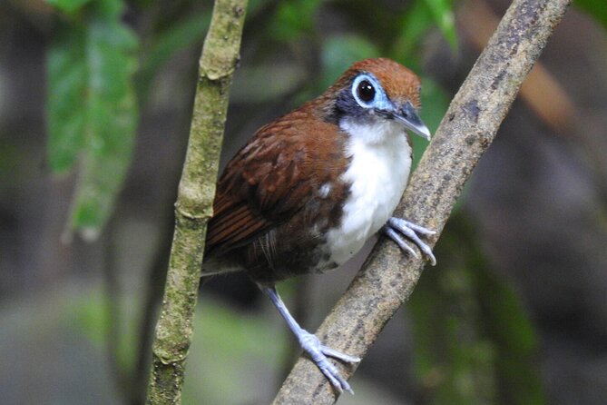 Bird Watching Tour in Carara National Park - Reviews Summary