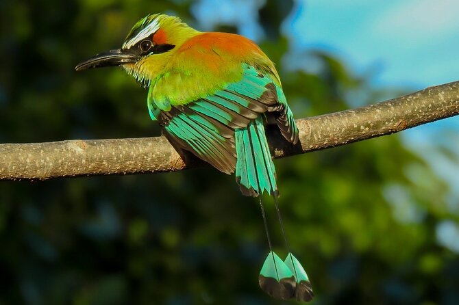 Bird Watching Tour in Carara National Park - Diverse Bird Species