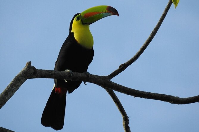 Bird Watching Tour in Monteverde - Inclusions and Logistics