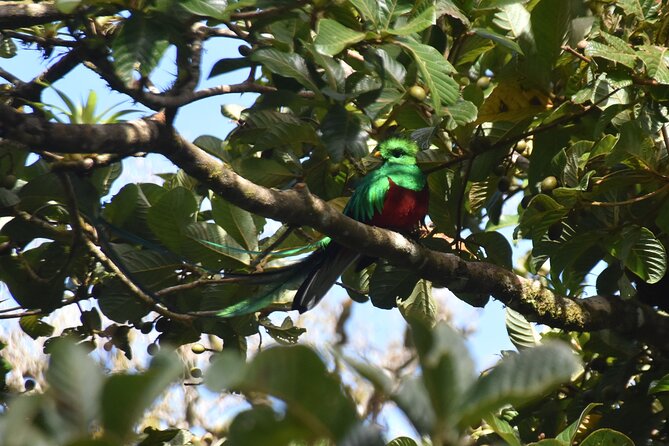Bird Watching Tour in Monteverde - Guide Expertise and Experience