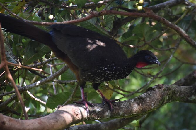 Bird Watching Tour in Monteverde - Personalized Small-Group Format