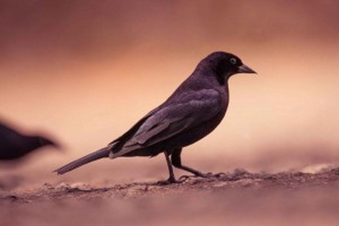 Bird Watching Tour in St Lucia - Tour Overview