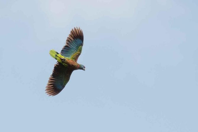 Bird Watching Tour in St Lucia - Pickup and Meeting Details