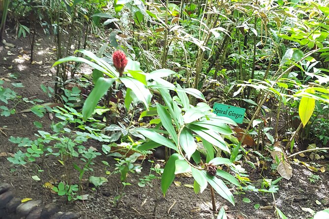 Bird Watching Tour in St Lucia - Preparing for the Tour