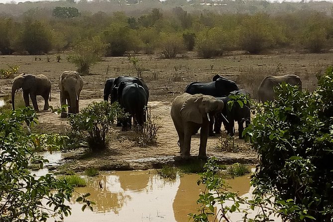Bird Watching Tours , Cultural and Historical Tours of Ghana. - Guest Reviews and Testimonials