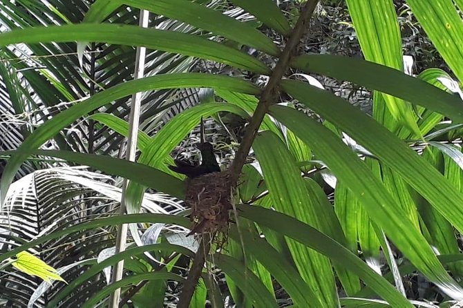Bird Watching Tours - Health and Accessibility Information