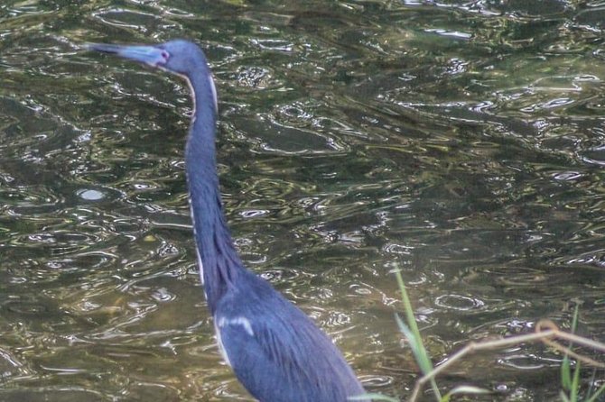 Bird Watching Tours - Tour Experience and Highlights