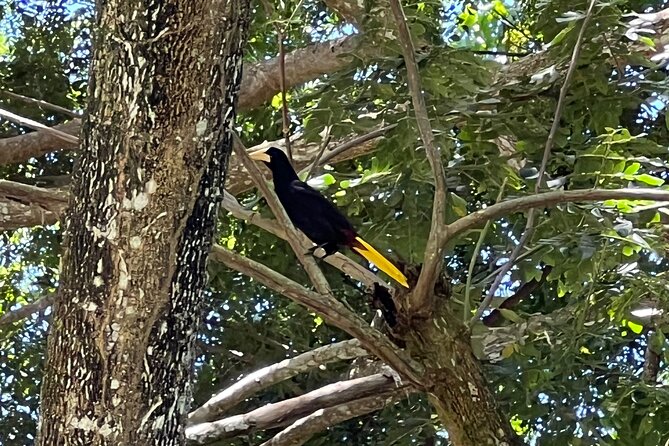 Bird Watching Tours - Traveler Reviews and Feedback