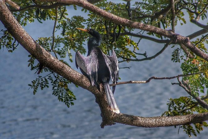 Bird Watching Tours - Booking and Reservation Process
