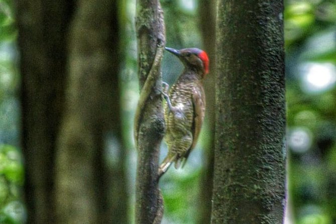 Bird Watching Tours - Frequently Asked Questions