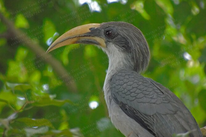 Bird Watching Tours in Sinharaja Rain Forest - Endemic Bird Species in Sri Lanka