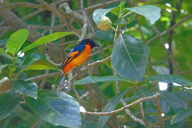 Bird Watching Tours in Sinharaja Rain Forest - Guided Tour Experiences and Features