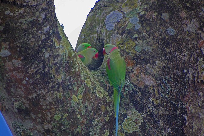Bird Watching Tours in Sinharaja Rain Forest - Inclusive Tour Pricing and Booking