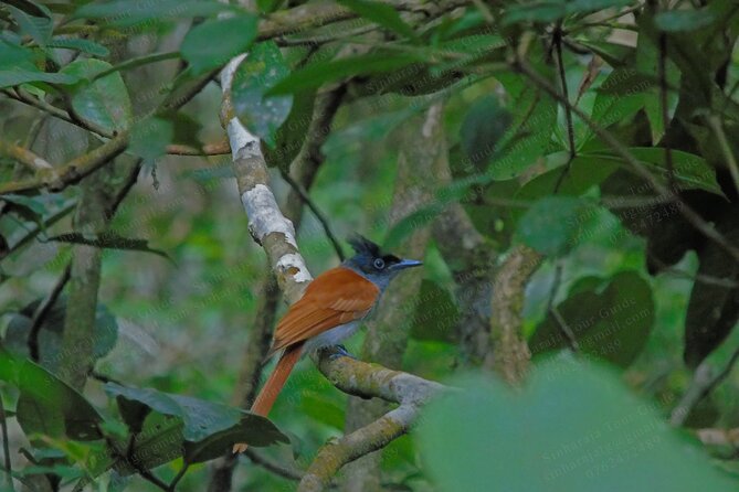 Bird Watching Tours in Sinharaja Rain Forest - Positive Customer Feedback