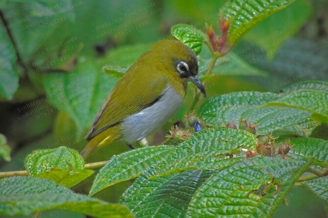 Bird Watching Tours in Sinharaja Rain Forest - Flexible Cancellation Policy
