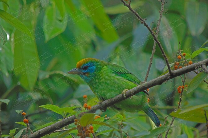 Bird Watching Tours in Sinharaja Rain Forest - Maximizing Bird Activity in the Morning