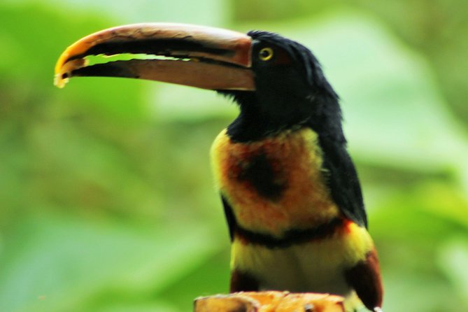 Bird Watching Tours With Sandra Plúa - Manabi, Ecuador - Meeting Point and Pickup